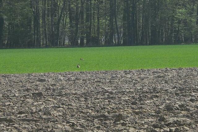 Der kleine Fleck da hinten ist der Osterhase