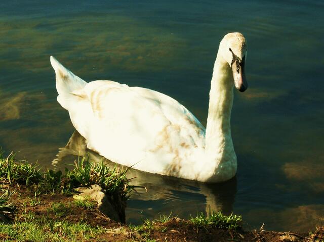 Ein Schwan!