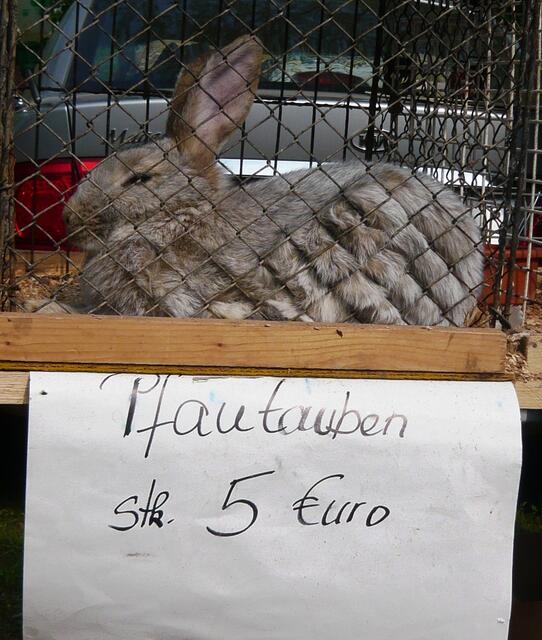 Sieht so eine Pfautaube aus ?!?!