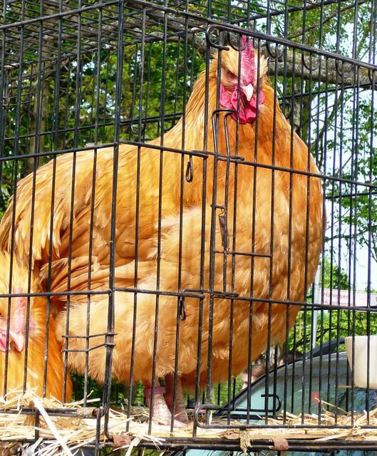 Bielefelder Rennhuhn - XXL!