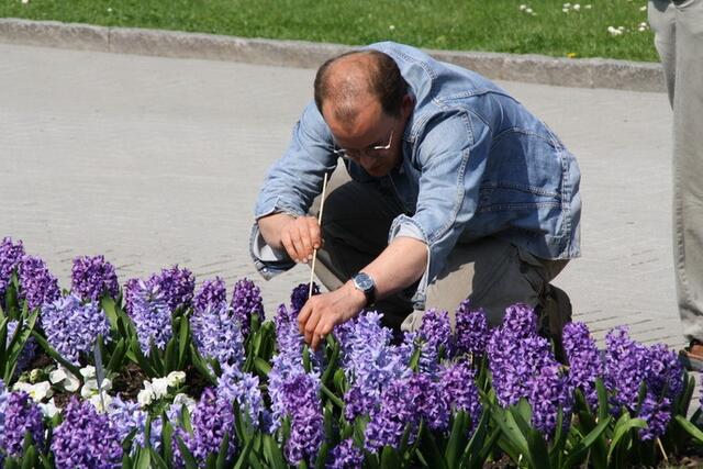Was die 60 Gärtner der Insel Mainau GmbH leisten, versetzt jeden Gartenliebhaber unter den jährlich über eine Million Besuchern in blankes Staunen. Jeden Herbst stampfen sie eine halbe Millionen Blumenzwiebeln in die fruchtbare Inselerde.