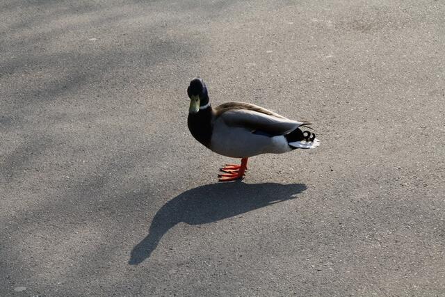 Original und Schatten an der Uferpromenade in Friedrichshafen