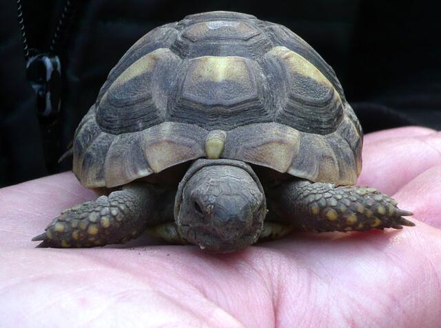 Griechische Landschildkröte