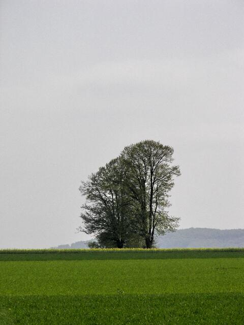 Der Kleine Deister im Hintergrund, bevor er in den Osterwald übergeht.