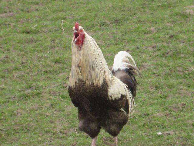 kikeriki, kikeriki, kikeriki, kikeriki, kikeriki