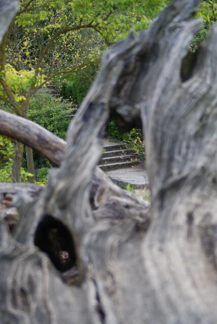 Altes Holz vor frischem Grün