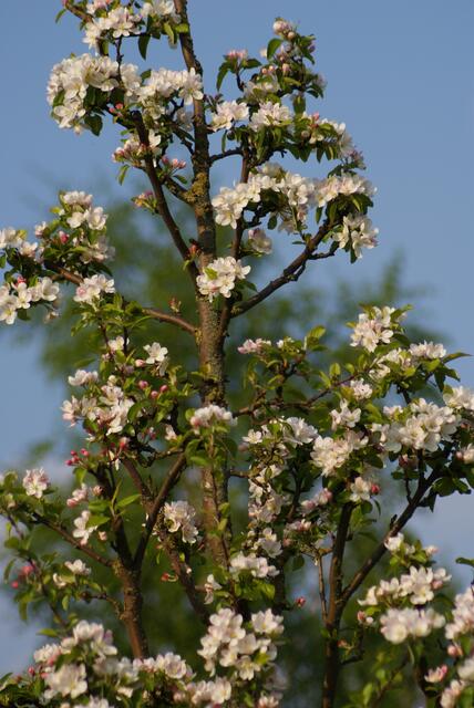 Baumblüten machen auch was her