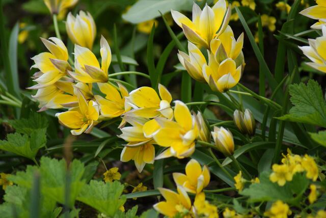 Gelb ist im Frühling wohl angesagt