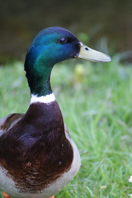 Tierisches Model