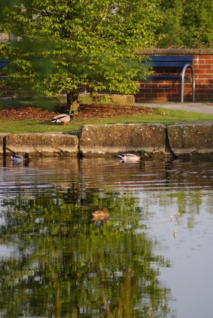 Enten-Suchbild