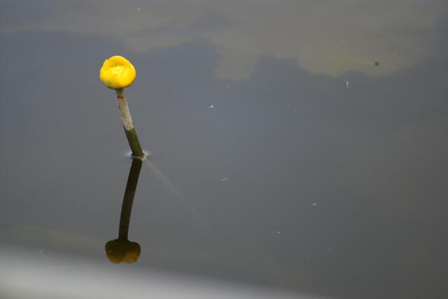 Ich möchte eine Seerose werden!