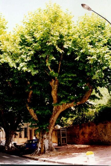 Platanen in Sault / Provence (Südfrankreich)