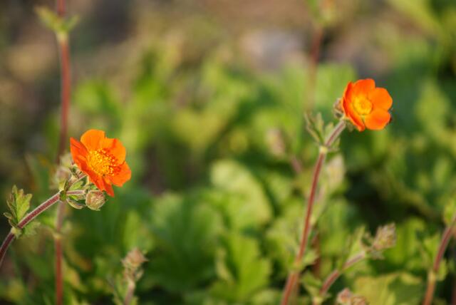 Kleine Blume ganz gross
