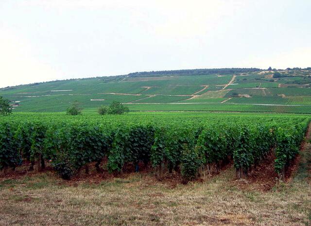 Vosne-Romanée, das einige der berühmtesten Weinlagen Frankreichs besitzt. | Foto: http://commons.wikimedia.org/wiki/File:Vineyards_Vosne-roman%C3%A9e.jpg