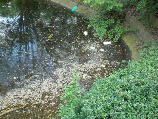 MAN SOLLTE MAL DEN DRECK AUS DEM TEICH FISCHEN !