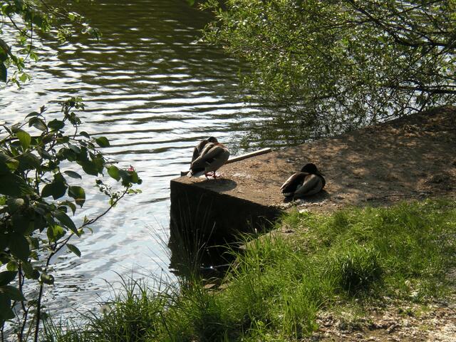 Mittagsruhe auch für Enten