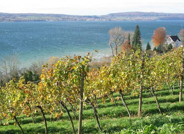 Weinanbau in Birnau | Foto: AndreasPraefcke -- http://commons.wikimedia.org/wiki/File:Bodensee_Weinbau_Birnau.jpg