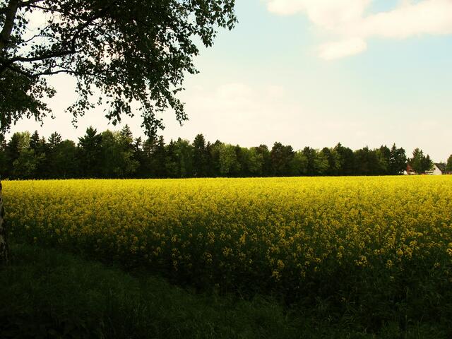 Raps in der Nähe des Stadtparks!