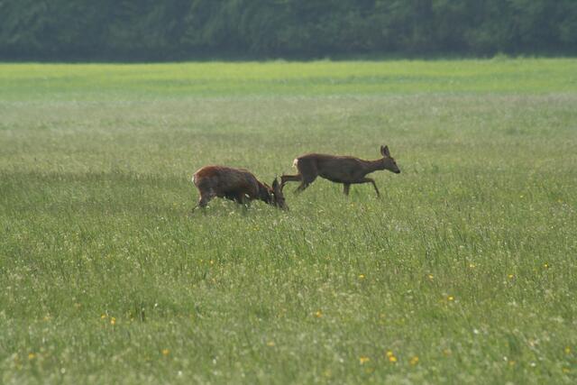 Rehe bei der morgendlichen Äsung