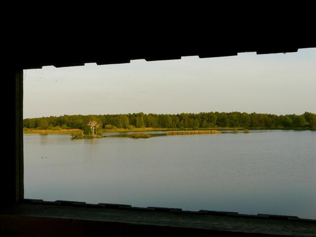 Blick auf die Teichinsel mit Kormoran-Nestern