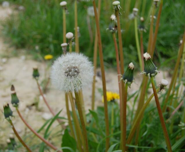 ...Pusteblume solo...