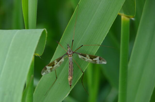 Tipula maxima / Riesenschnake