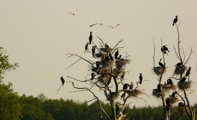 Teichinsel mit Kormoran-Nestern. Durch Kormorankot abgestorbene Bäume