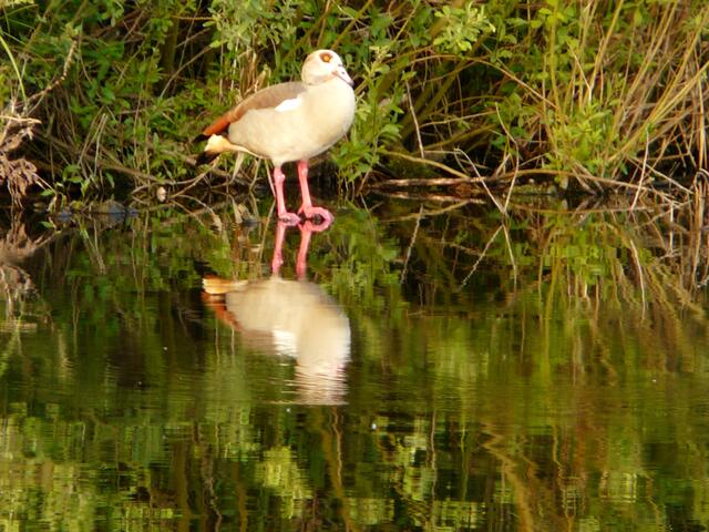 Nilgans