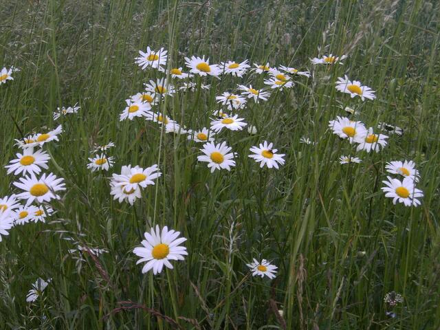Marguerite