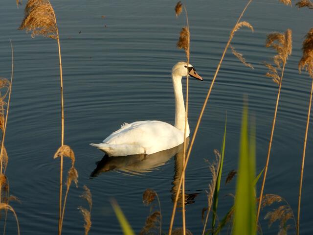 Höckerschwan