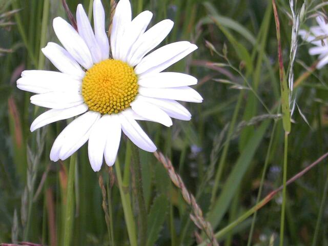 Marguerite, solo