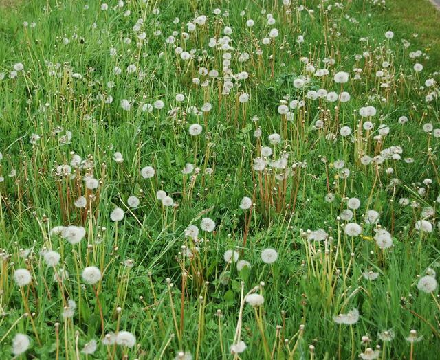 Pusteblume (Löwenzahn)