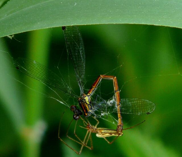 Streckerspinne mit Beute