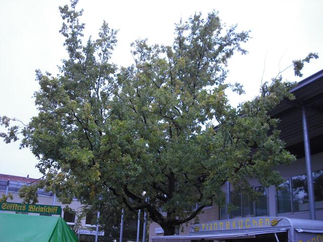 Herbst