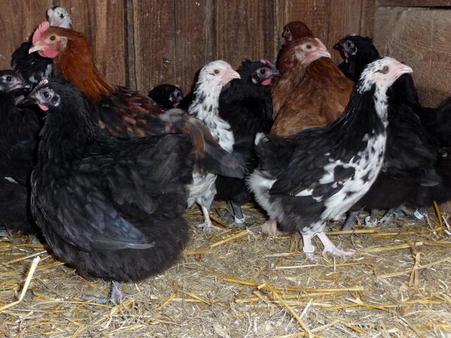 Das sind die "Federbälle" vom 15. März, fast genau 2 Monate alt.