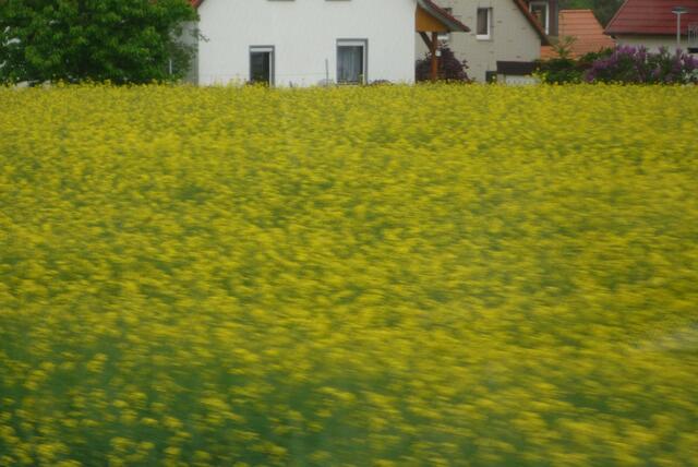 Blühende Rapsfelder erfreuen uns