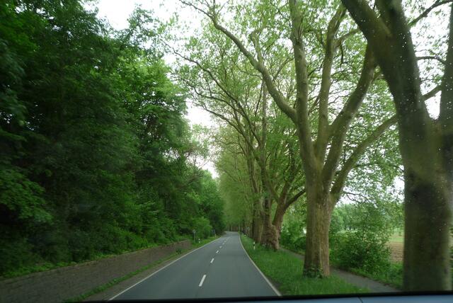 eine gepflegte Plantanen-Allee längs der Straße nach Hameln