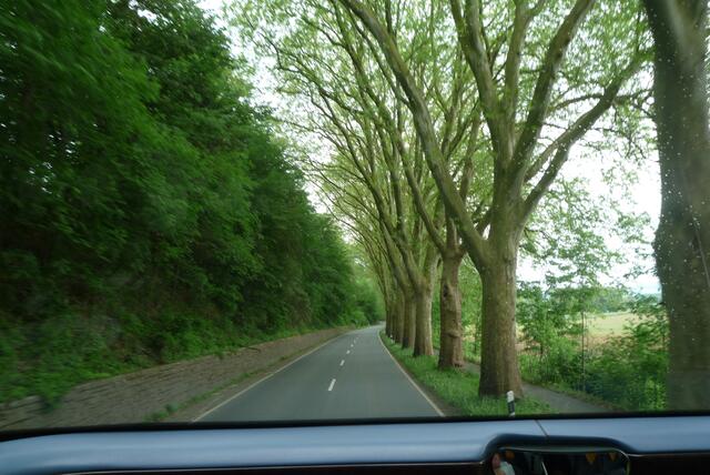 Plantanen-Allee auf der Fahrt nach Hameln