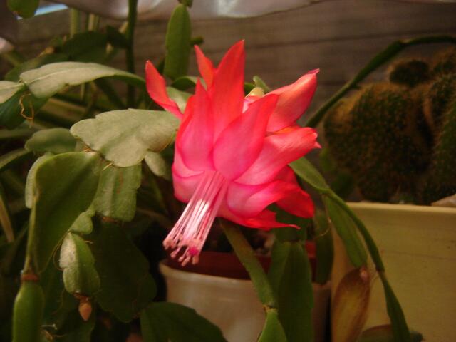 Blüte des Weihnachtskaktus