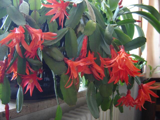 Blüten des Osterkaktus