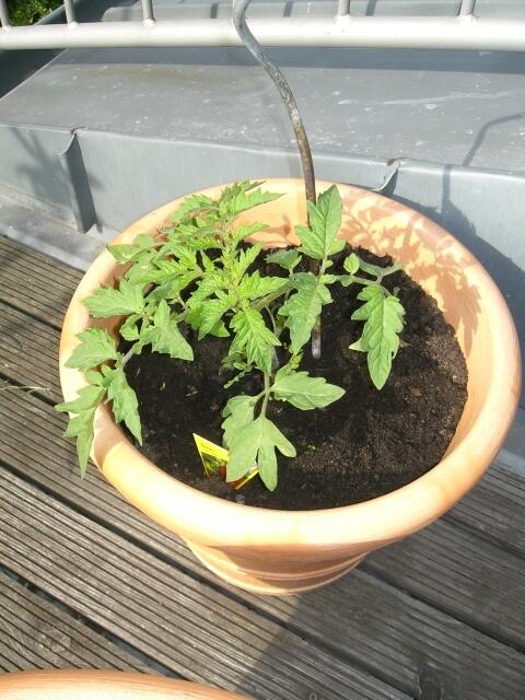 eine unserer Topf-Tomaten