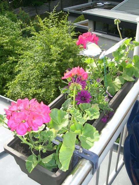unsere Blumenkästen