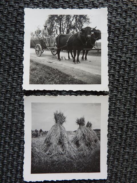 Aus Großmutters Foto-Album: Kuhwagen und Garben.