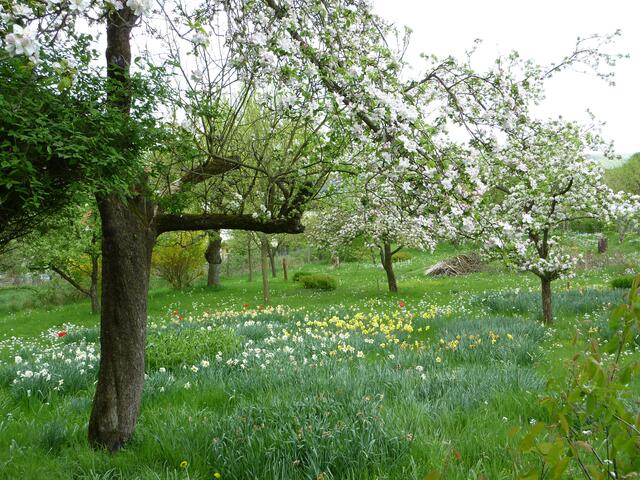Garten im Frühling (Stollberg)