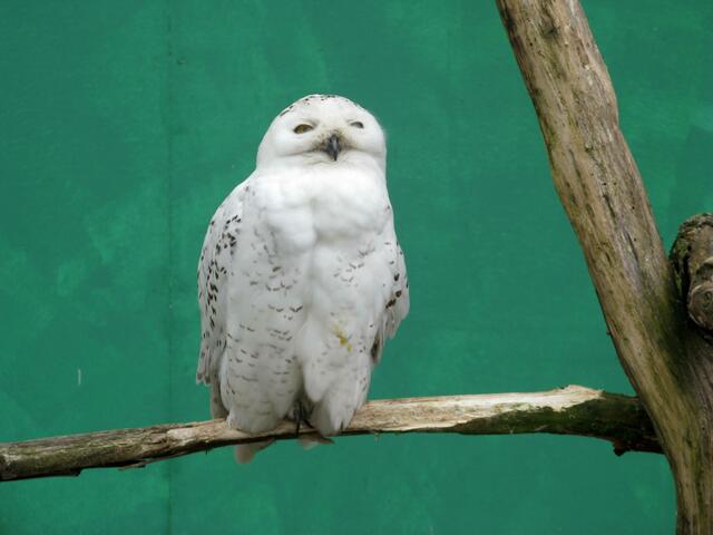 Hedwig?