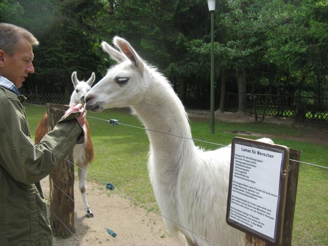 Lamas gar nicht lahm