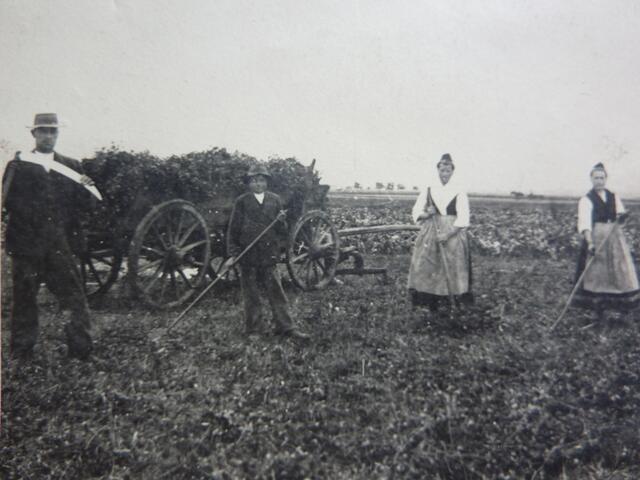 Feldarbeiten - Foto aus Opas Album.