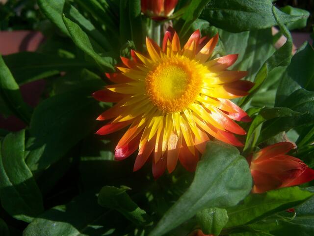 Strohblume