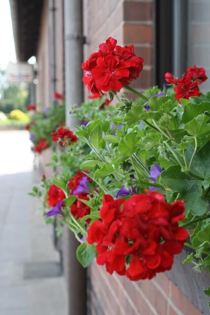 Jutta Gerberding `s Rot/blaue Blumenkästen