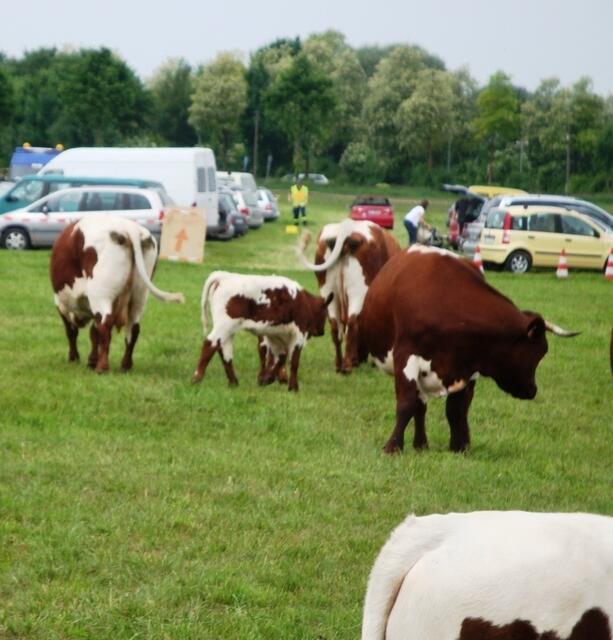 Schade, man kann das fröhliche Galoppieren der Kälber nicht auf dem Foto festhalten